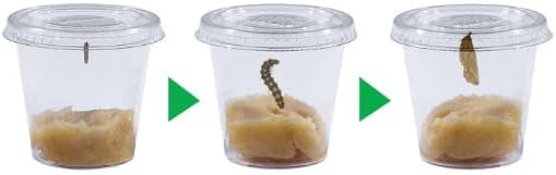 Insect Lore Butterfly Garden - Pavilion School Kit with 33 Live Caterpillars - 2ft Tall Habitat, STEM Activity Journal, Cups & Tools Included - Immersive Classroom Life Cycle Learning