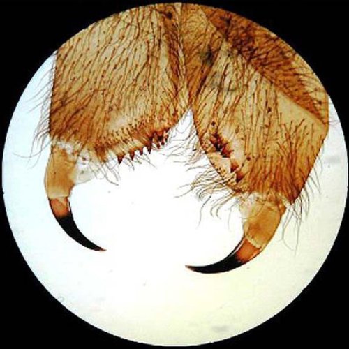 AmScope PS25 Prepared Microscope Slide Set for Basic Biological Science Education, 25 Slides, Includes Fitted Wooden Case Brown