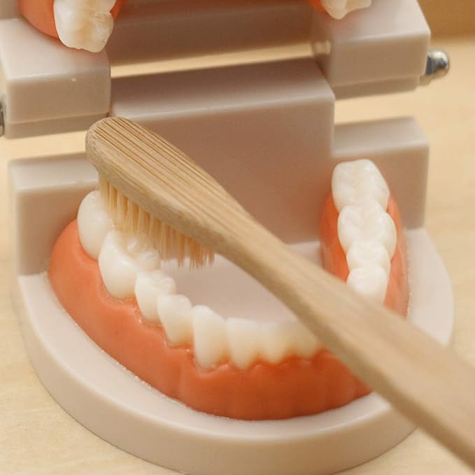 MEROCO Montessori Practical Life Brushing Teeth Model and Cards Montessori Homeschool Learning Preschool Toys for Toddlers