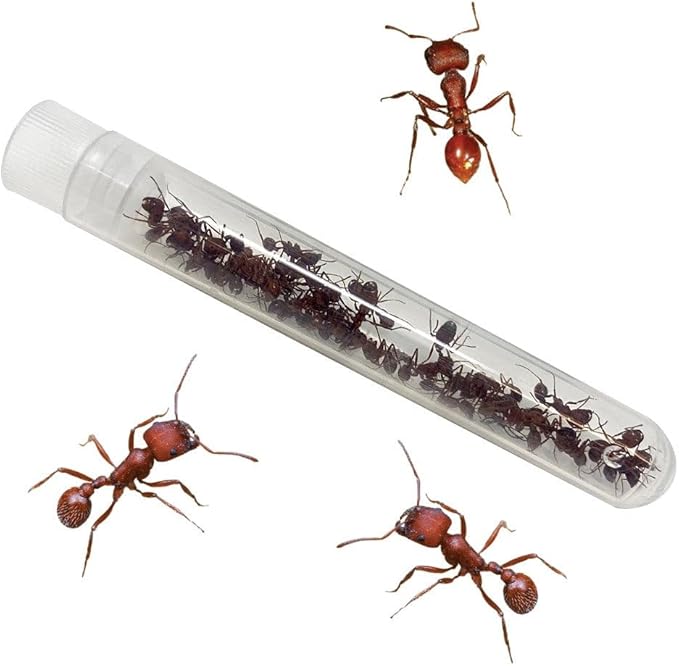 Insect Lore Bug Camp Bundle - Butterfly Kit with 5 Live Caterpillars, Ladybug Land with 1 Tube Live Larvae, Ant Mountain with 1 Tube Live Western Harvester Ants - Bonus Life Cycle Figurines & More
