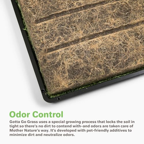 BETHEL Gotta Go Grass, Dog Natural Grass Patch Potty, Real Dog Grass for Pet Training, Dog Grass Pad with Tray, Puppy Potty Training, Dog Accessories, Perfect Indoor/Outdoor Portable Potty Pet Loo - size: 1 Pack, With Tray