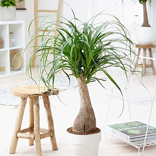 Gardenera Nolina Potting Mix - Promote Strong Roots and Captivating Form with Our Premium Blend - 4 Quart