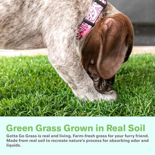 BETHEL Gotta Go Grass, Dog Natural Grass Patch Potty, Real Dog Grass for Pet Training, Dog Grass Pad with Tray, Puppy Potty Training, Dog Accessories, Perfect Indoor/Outdoor Portable Potty Pet Loo - size: 1 Pack, With Tray
