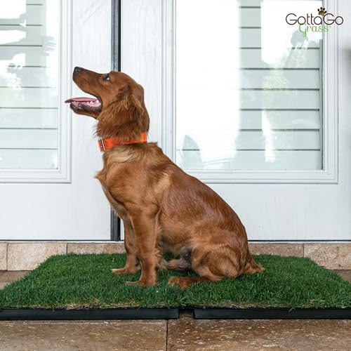 BETHEL Gotta Go Grass, Dog Natural Grass Patch Potty, Real Dog Grass for Pet Training, Dog Grass Pad with Tray, Puppy Potty Training, Dog Accessories, Perfect Indoor/Outdoor Portable Potty Pet Loo - size: 1 Pack, With Tray