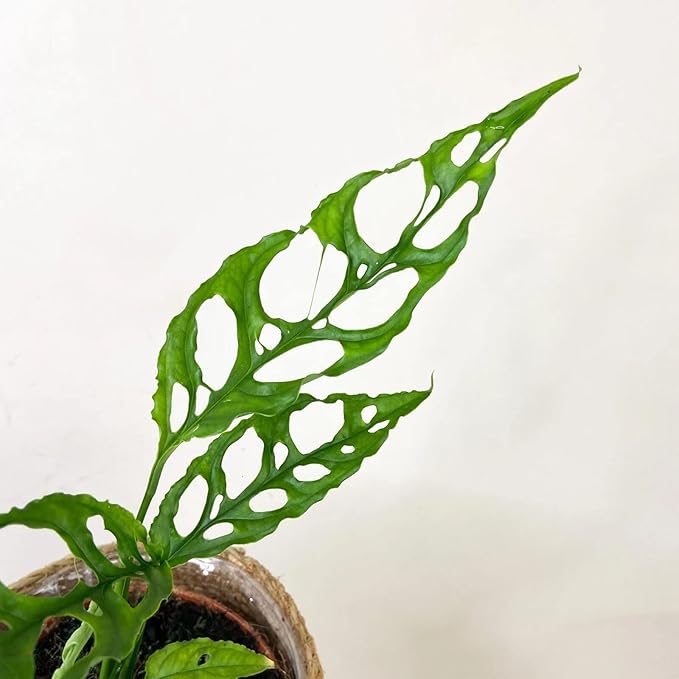 GARDENERA Monstera Obliqua Soil Blend - Customized for Unique Plant Needs by Gardenera - 4 Quart
