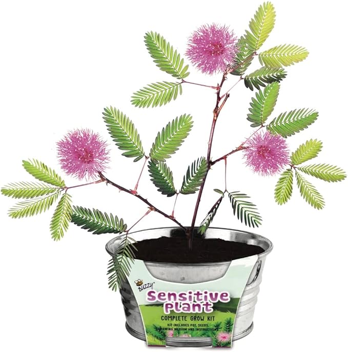 BUZZY Seeds Mini Basin Sensitive Plant Grow Kit, Interactive Leaves Move When Touched, Flower Starter Kit for Kids and Adults | Indoor Gardening Gift, DIY Home Project
