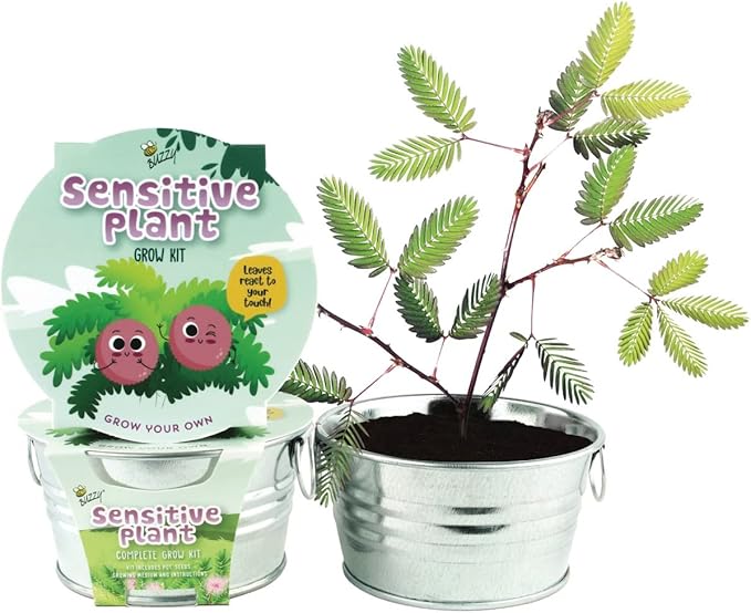 BUZZY Seeds Mini Basin Sensitive Plant Grow Kit, Interactive Leaves Move When Touched, Flower Starter Kit for Kids and Adults | Indoor Gardening Gift, DIY Home Project