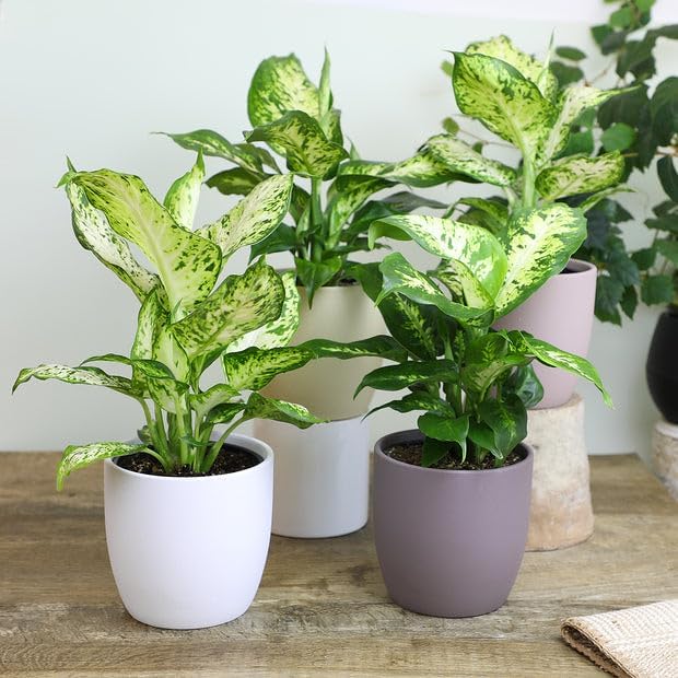 Gardenera Premium DIEFFENBACHIA Potting Soil Mix - Ideal for Growing Robust and Healthy Dieffenbachia - 2 Quart