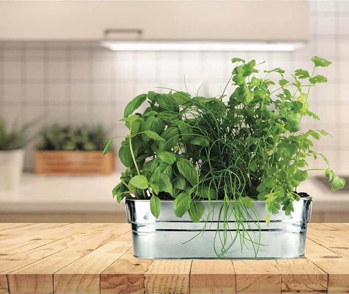 BUZZY Seeds Organic Windowsill Grow Kit, Copper Culinary Herb Garden with Basil, Cilantro and Chives, Indoor Starter Set with Seed Packets and Growing Medium, Holiday Present, Gardening Gift