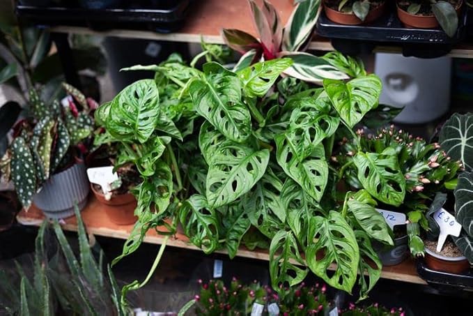 Gardenera Premium Swiss Cheese Plant Potting Mix - Monstera Deliciosa Blend for Optimal Nutrients and Drainage for Healthy Growth - 1 Quart