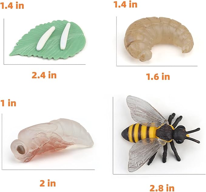 Montessori Bee Life Cycle with Flash Cards, Realistic Animal Figurines Toy, Animal Educational Matching Game for 3+ Year Old Toddlers Kids (Bee)