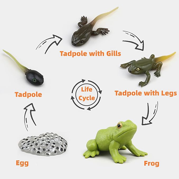 Montessori Life Cycle Learning & Education Toys, Plastic Insect Ladybug Monarch Butterfly Tadpole to Frog Kit Life Cycle Toys for Kids, Preschool Learning Activities for Toddlers
