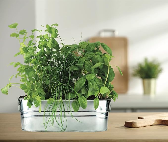 BUZZY Seeds Organic Windowsill Grow Kit, Copper Culinary Herb Garden with Basil, Cilantro and Chives, Indoor Starter Set with Seed Packets and Growing Medium, Holiday Present, Gardening Gift