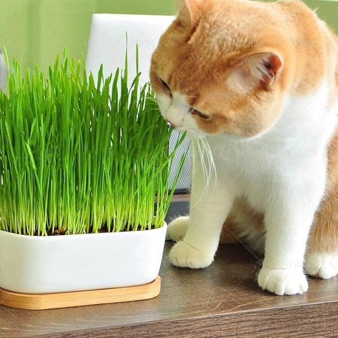 Gardenera Cat Grass Planting Mix - Cultivate Nutritious Grass for Your Beloved Kitty - 4 QUARTS