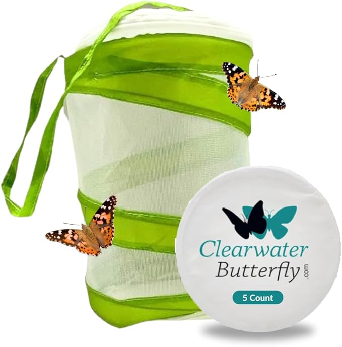 Clearwater Butterfly Live Painted Lady Butterflies - Butterfly Growing Kit with Live Caterpillars - Mesh Cage Included - Butterfly Habitat - 5 Live Caterpillars to Butterflies - Live Butterfly Kit