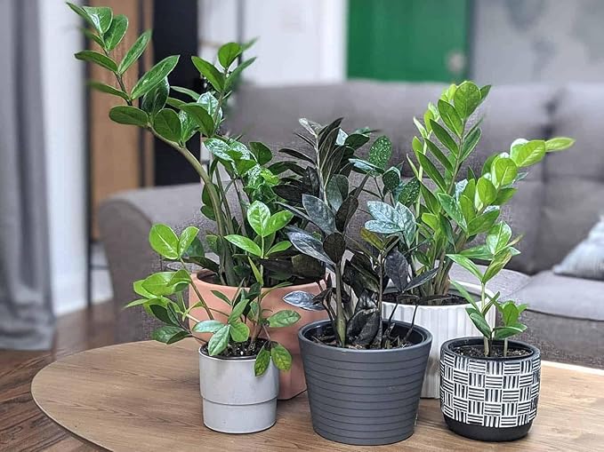 Gardenera Premium ZZ Plant Ultra-Performance Potting Mix - Proven Formula for Thriving Zamioculcas - Enhances Elegance and Vigorous Growth - 1 Quart