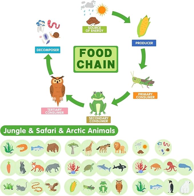 Life Cycle Toys for Kids-Food Chain & Food Web Science Education Toys - Montessori Animal Life Cycle Learning Toys for Toddlers-Preschool Classroom Must-Have Science Kits for Kids