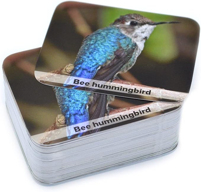 Menique Wild Animals Memory Matching Game – 80 Cards (40 Pairs) with Real Photos – Includes Educational Booklet with Animal Facts – Fun & Cognitive Game for Kids and Adults