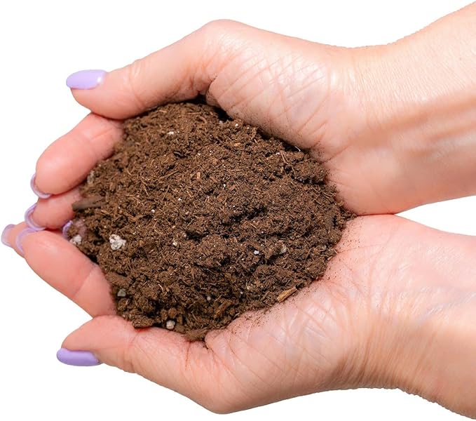 GARDENERA Money Tree Potting Soil Mix for Planting or Repotting Guiana Chestnut, Soil Blended to Properly Grow Money Tree Plants (2 Quart Bag)