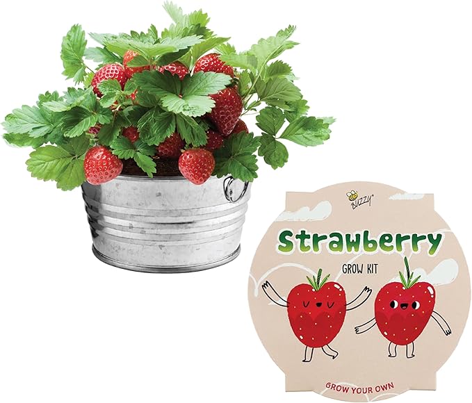 BUZZY Seeds Mini Basin Gardening Kit with Strawberry Seeds for Planting, Flowering Fruit Starter Set, Indoor Plants for Kids and Adults, DIY Plant Project, Children's Birthday Present, Party Favor