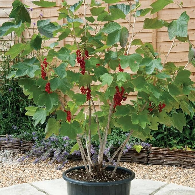 Gardenera Premium Currant Plant Potting Soil Mix - Optimal Nutrient-Rich Blend for Thriving and Juicy Currants - 5 Quart