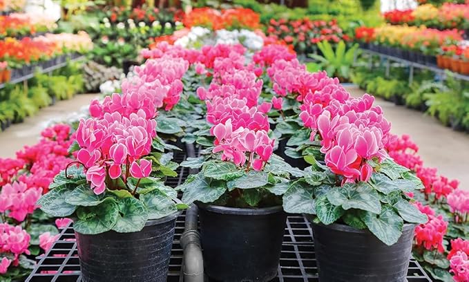 Gardenera Premium Cyclamen Potting Soil Mix - Perfect Balance of Nutrients, Drainage, and Aeration for Thriving Blooms - 5 Quart