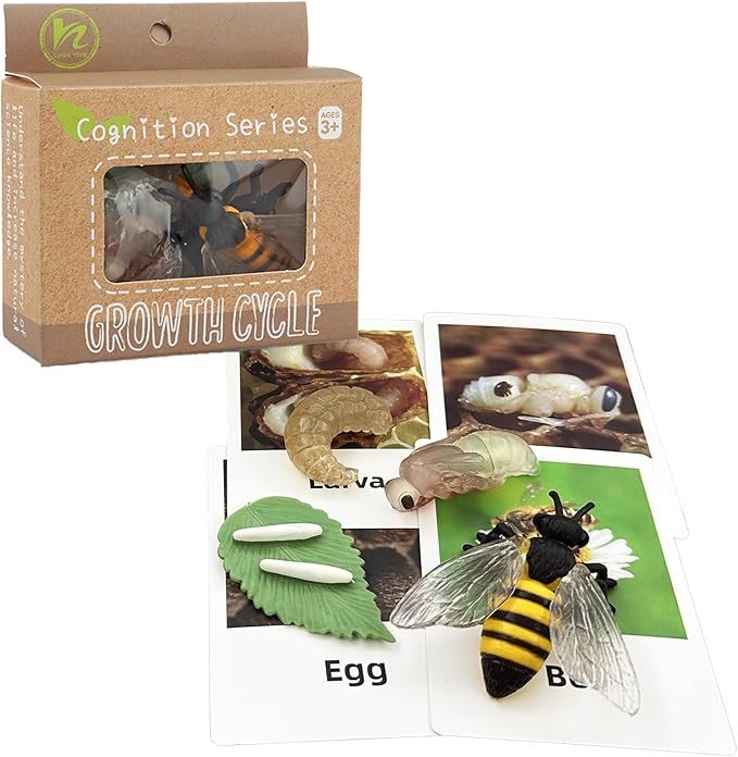 Mbrain 4pcs Bee Growth Cycle with Flash Cards,Life Cycle Learning & Education Toys,Montessori Toys,Gift for Girl & Boy for 3 4 5 6 7 Year Old (Bee)