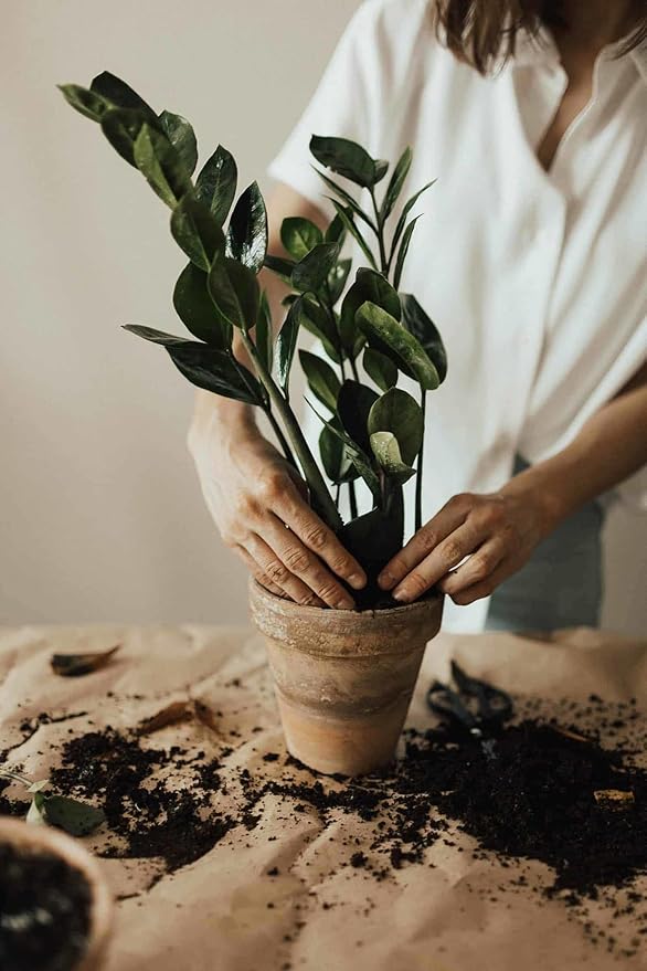 Gardenera Premium Zamioculcas Plant Potting Mix - Crafted for Resilient Growth and Striking Elegance - 1 Quart