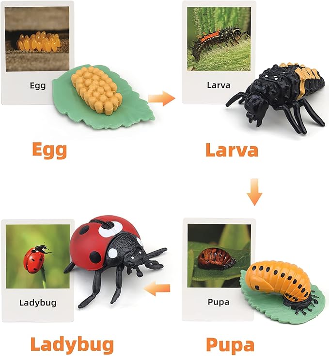 Montessori Life Cycle Animal Figures with Flash Cards, Realistic Animal Figurines Toy, Educational Matching Game for 3+ Year Old Toddlers Kids (Ladybug)