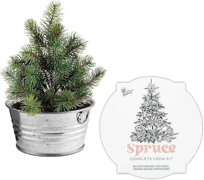 Buzzy Seeds Spruce Christmas Tree to Be Grow Kit, Complete with a Mini Galvanized Basin Planter, Non-GMO Seeds and Growing Medium, Fun DIY Holiday Gardening Gift, Stocking Stuffer, Party Favor