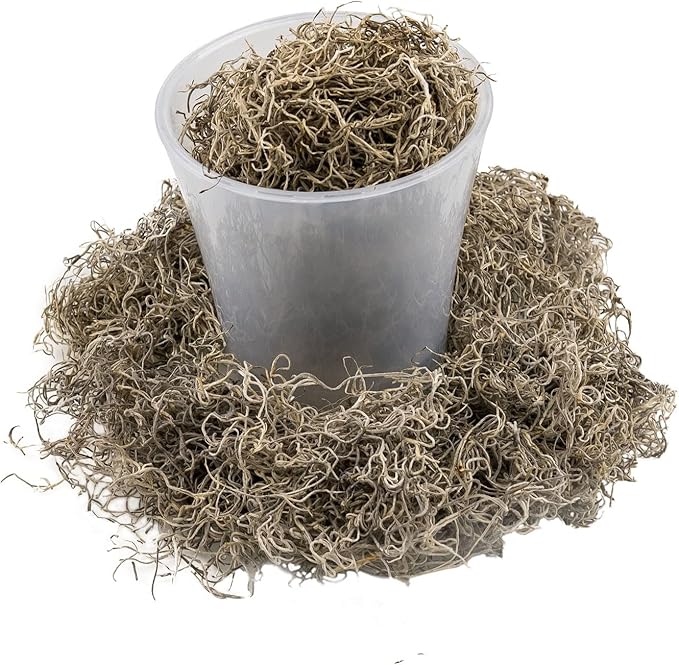 Premium Natural Spanish Moss | Natural Preserved - Great Ground Cover - Filler for Potted Plants - by GARDENERA - 2 Quart Bag