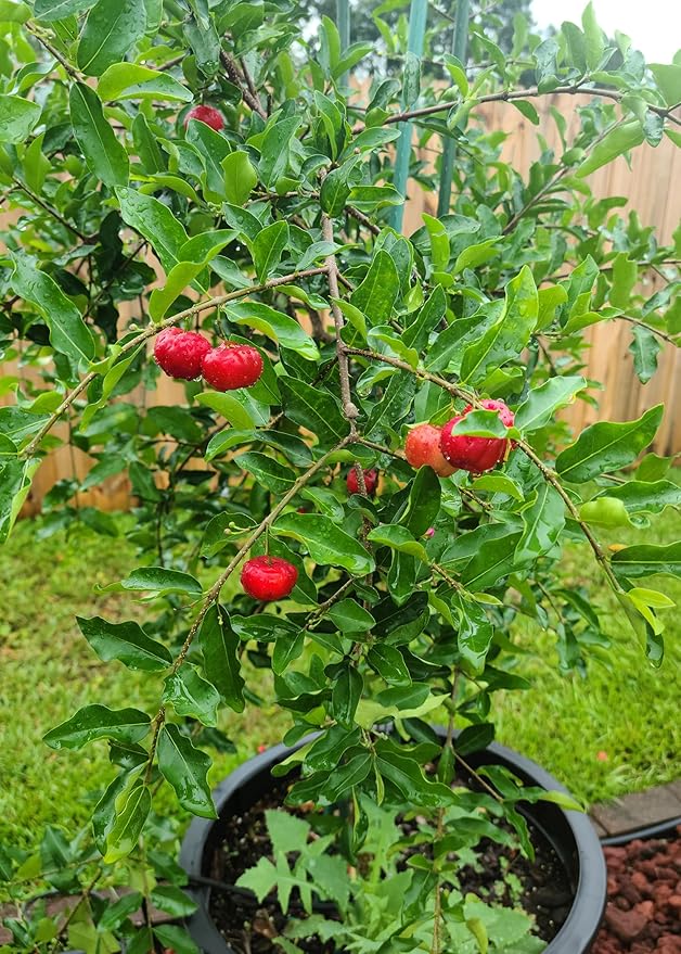 Gardenera Barbados Cherry Plant Potting Mix - Unlock Robust Growth and Zesty Fruits with Our High-Performance Formula - 20 Quart
