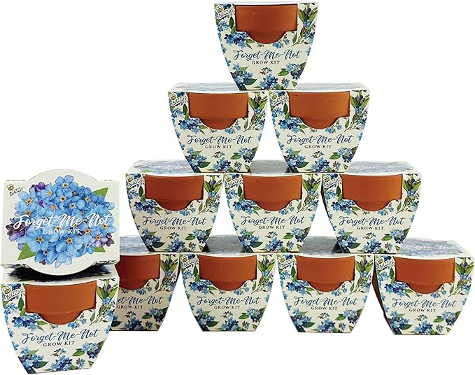 BUZZY Seeds Mini Terracotta Pots 12-Pack Daydream Forget-Me-Not Flowers, All-in-One Seed Starter Kit for Kids and Adults, Indoor Outdoor Gardening Gift, Wedding Favors, Seeds for Planting Flowers