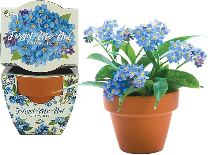 BUZZY Seeds Mini Terracotta Pots 12-Pack Daydream Forget-Me-Not Flowers, All-in-One Seed Starter Kit for Kids and Adults, Indoor Outdoor Gardening Gift, Wedding Favors, Seeds for Planting Flowers