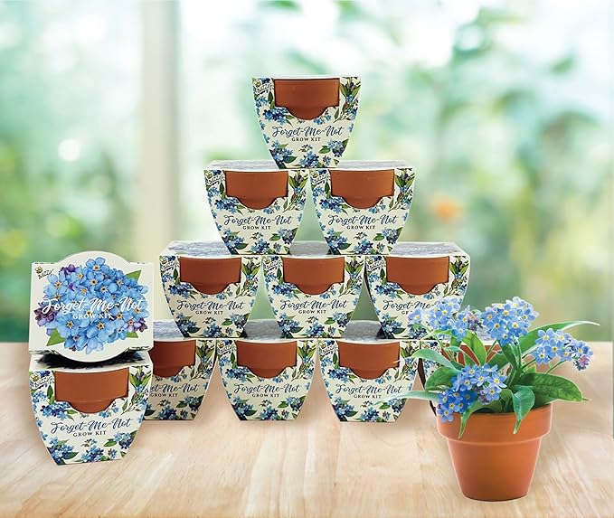 BUZZY Seeds Mini Terracotta Pots 12-Pack Daydream Forget-Me-Not Flowers, All-in-One Seed Starter Kit for Kids and Adults, Indoor Outdoor Gardening Gift, Wedding Favors, Seeds for Planting Flowers