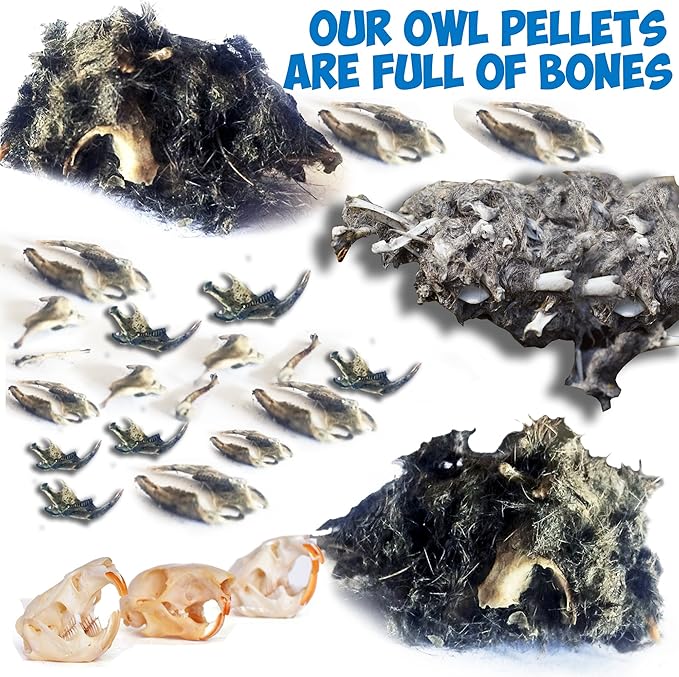 Amazing Owl Pellet Dissection Kit 5-Piece Set for Science Lab Projects Includes Tweezers and Wooden Probes Ideal for Ages 15 & Older Barn Owl eBook Included