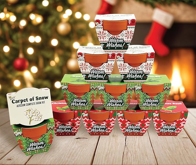 BUZZY Seeds Holiday Mini Terracotta Pots Grow Kit, 12-Pack Assorted Christmas Basil, Spruce, and Alyssum Seed Packets, Indoor Plant Starter Set, Stocking Stuffers, Party Favors