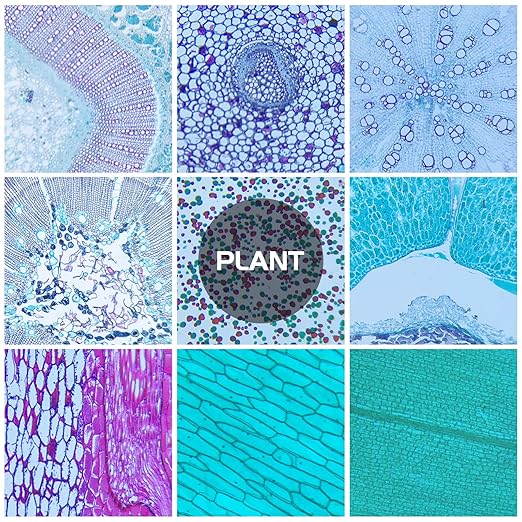 30 Microscope Slides with Specimens, Prepared Microscope Slides Set with Plants Animals Insects for Adults Students Homeschool Basic Biological Science Education