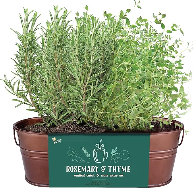 BUZZY Seeds Indoor Herb Garden Kit | Grow Rosemary and Thyme with Non-GMO Seeds | DIY Windowsill Planter Starter Set for Kitchen Countertop, Indoor Gardening, Holiday Gift, Home Decor