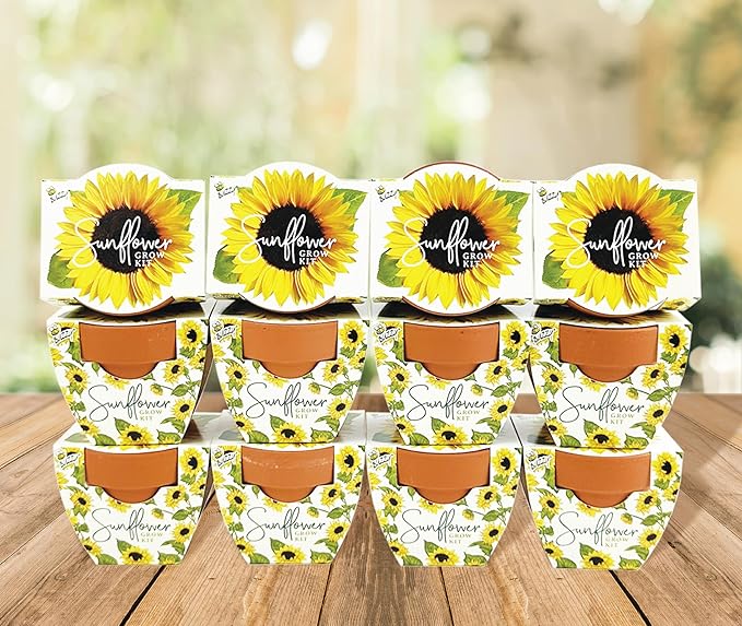 BUZZY Seeds All-in-One Sunflower Mini Terracotta Pot Grow Kits 12-Pack, Indoor Mini Garden Seed Starter for All Ages, Grow Your Own Vibrant Flowers, DIY Plant Project, Gardening Gift
